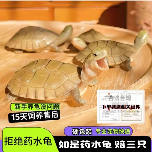 小青龟活体黄喉拟水龟苗北石微笑龟招财龟宠物龟龟场健康15天售后