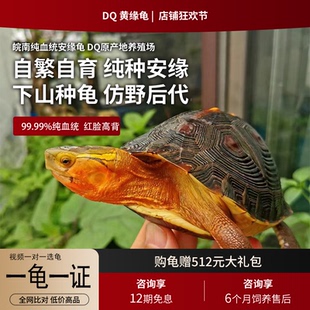 黄缘龟活体安缘龟苗皖南观赏宠物幼龟高级活体箱龟黄喉水龟金钱龟