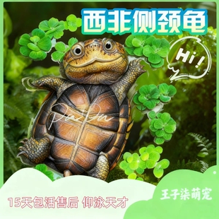 西非侧颈龟沼泽小乌龟活体深水龟猪鼻龟蛋龟苗活物网红笑脸龟