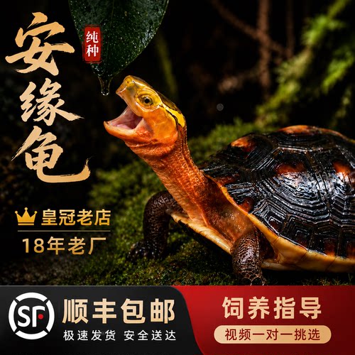 皇冠老店18年老厂/只卖精品安缘