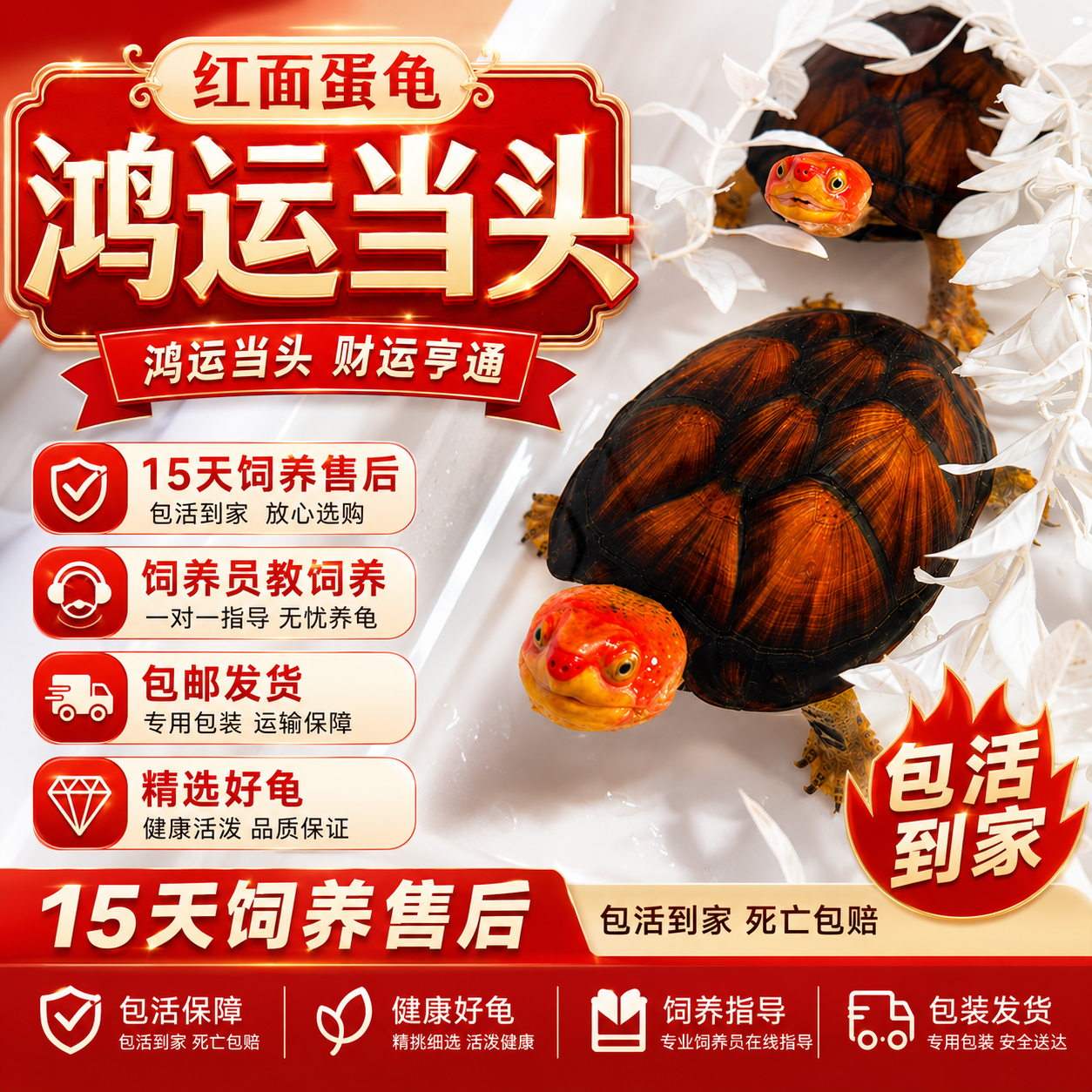 红面蛋龟麝香乌龟鱼缸宠物观赏活体深水龟剃刀小龟蛋发色招财