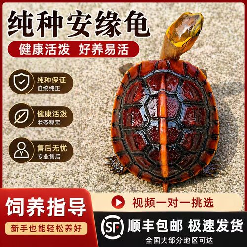 皇冠老店18年老厂/只卖精品安缘