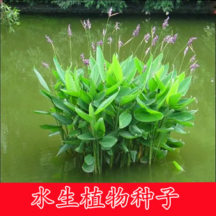 再力花种子 水生植物千屈菜花叶芦竹香蒲芦苇梭鱼草夏季常绿鸢尾