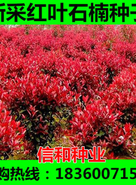 新采红叶石楠种子 石楠种子 红罗宾  红叶石楠树苗行道树林木种子