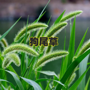 狗尾巴草种狗尾草籽多年生耐旱草种护坡杂草园林绿化观赏草种
