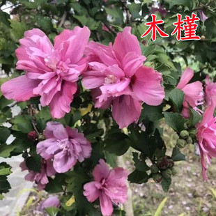 木槿种子 红花木槿种子 重瓣 朱槿 绿化林木苗木植物树种子包邮