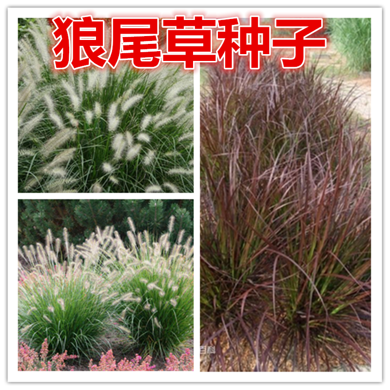 护坡观赏紫色狼尾草种子狗尾巴草种子 猫尾草 紫穗羽绒长毛兔尾