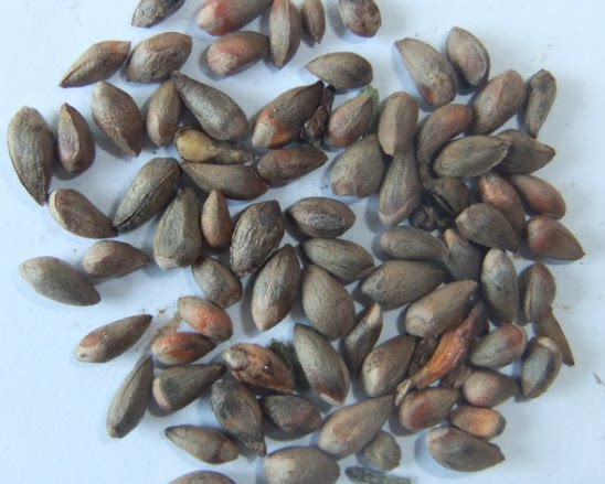 番石榴种子 芭乐,鸡屎果,拔子,水果番石榴喇叭种籽四季多年生