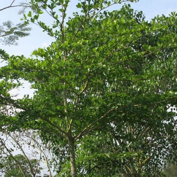 榄仁种子  非洲榄仁雨伞树种子  大叶细叶小叶榄仁树种子