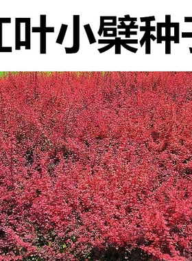 苗木种子红叶小波种子红叶小檗种子 彩色苗木种子紫叶小檗种子