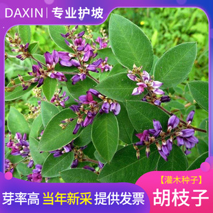 护坡灌木种子美丽胡枝子二色胡枝子种子花卉林木种子牡荆种子