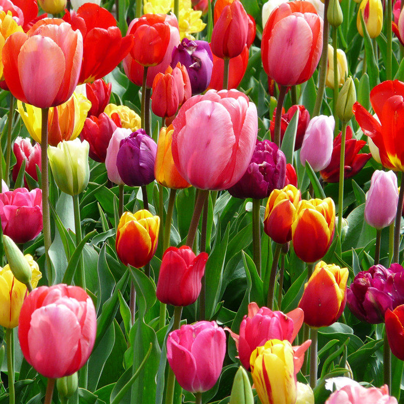 荷兰进口郁金香种球大球四季易种好养耐寒室内外阳台桌面盆栽花卉