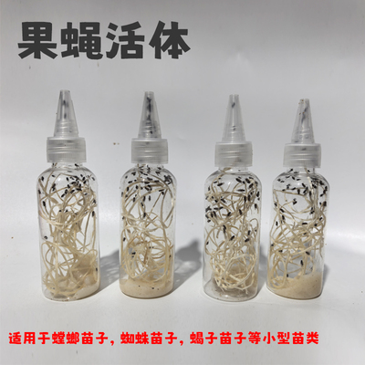 果蝇杯活体饲料螳螂跳蛛饲料大果蝇残翅无翅树蛙馒头蛙食物
