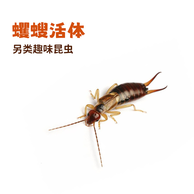 蠼螋活体另类趣味昆虫科研教学活虫广东发货 - 实物图