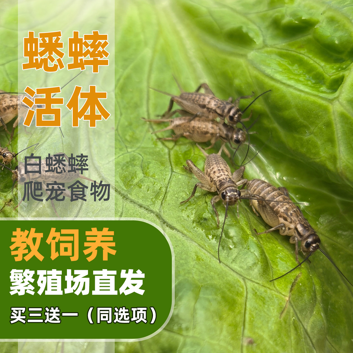 食物蟋蟀活体蛐蛐蜥蜴守宫鬃狮图片
