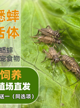 食物蟋蟀活体蛐蛐蜥蜴守宫鬃狮