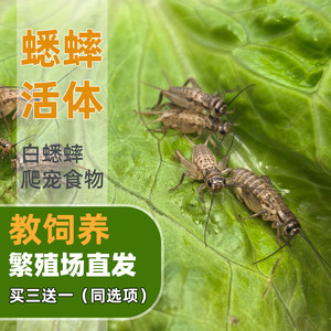 食物蟋蟀活体蛐蛐蜥蜴守宫鬃狮