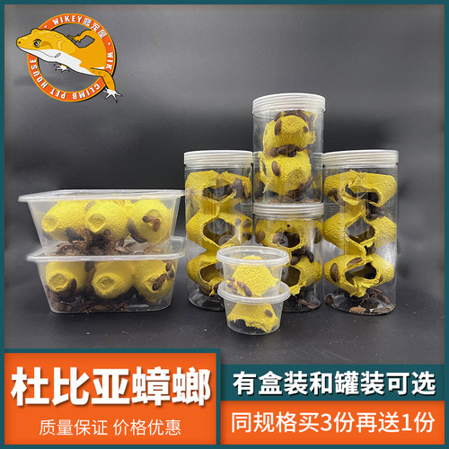 杜比亚蟑螂活虫活体繁殖组蜥蜴