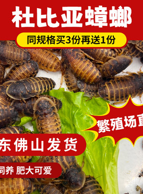 wikey爬宠屋活体饲料活饵