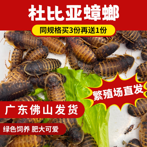 wikey爬宠屋活体饲料活饵