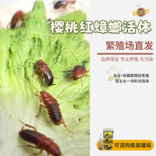 樱桃蟑螂活体饲料樱桃红蟑螂幼体活虫爬宠爬虫鸣虫食物守宫金龙鱼