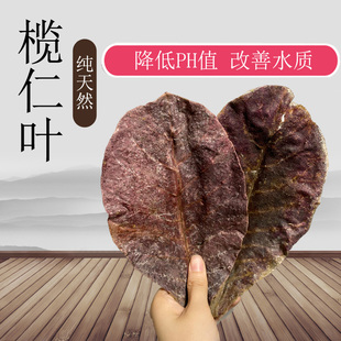 榄仁叶 懒人叶南美调节ph值乌龟龙鱼水族改善水质鱼缸降酸抑菌 包邮