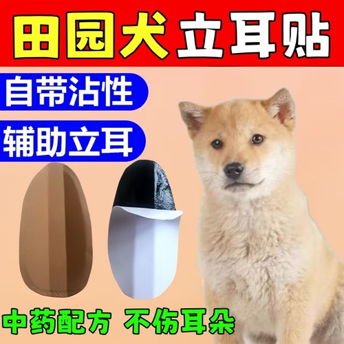 田园犬专用立耳神器免胶水