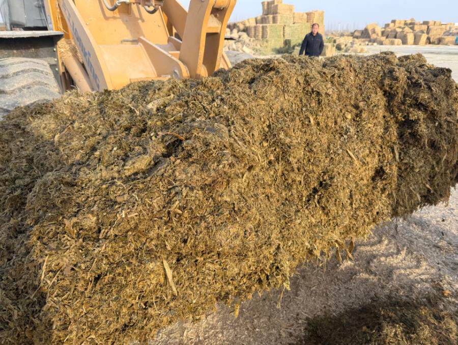 3月4日喀什肉牛养殖场内约4000吨玉米青储饲料网络拍卖公告