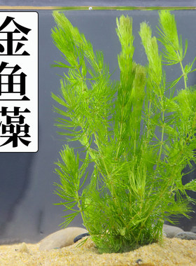 金鱼藻水草淡水蜈蚣草绿菊池塘