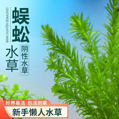 蜈蚣草绿菊浮萍新手阴性后景鱼缸