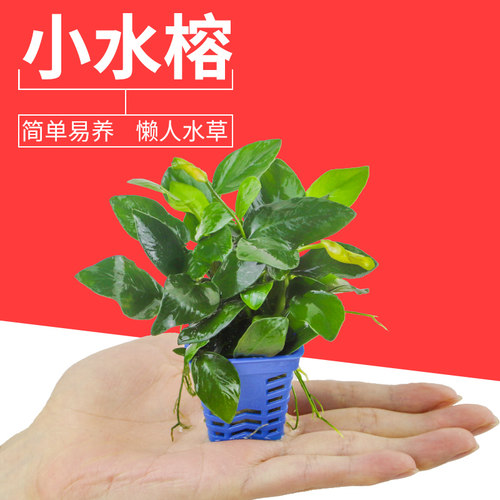 懒人活体水草小水榕鱼缸淡水植物