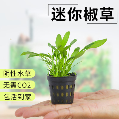 天湖葵天胡荽前景阴性水草鱼缸造景水陆草坪活体淡水爬地有茎植物 小精灵水草屋 淘优券