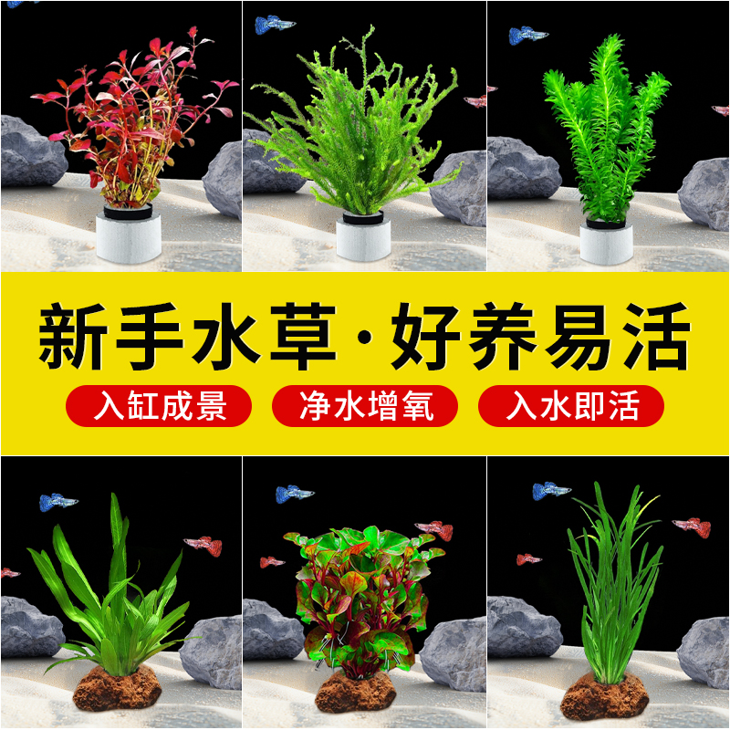 水草植物鱼缸造景莫斯阴性水榕