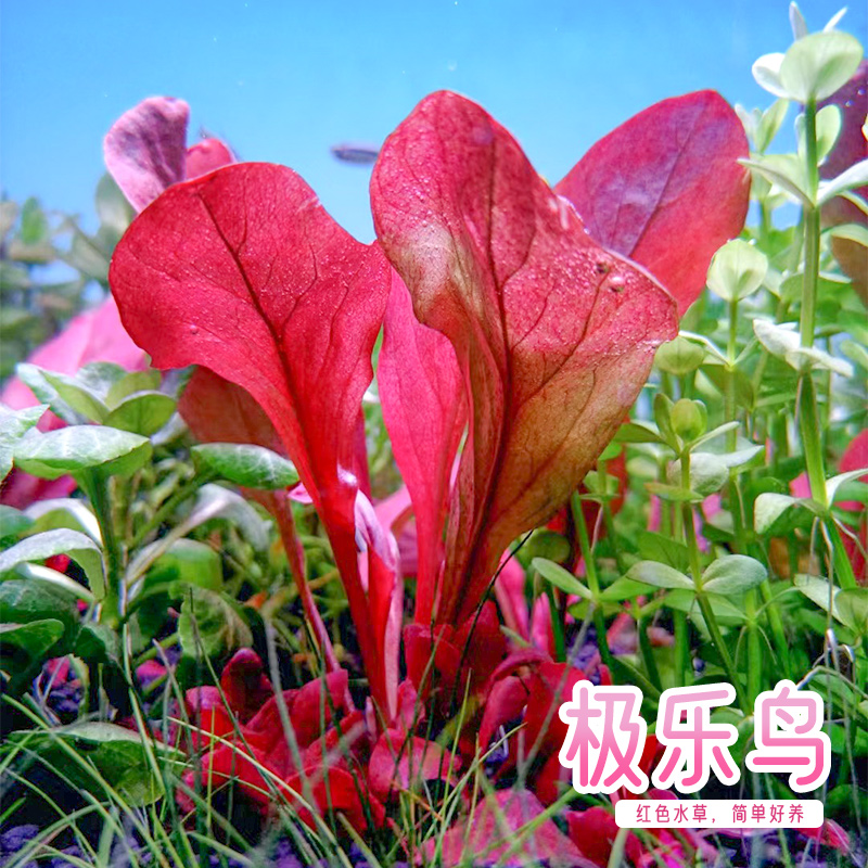 极乐鸟水草稀有前中景水下叶淡水