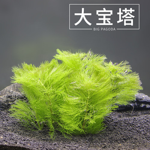 大宝塔水草植物水下叶淡水养殖