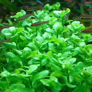 小对叶中景草鱼缸造景阴性瓜子对叶活体淡水新手有茎类水草活体真