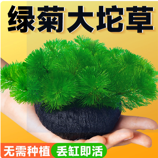 绿菊小坨草缸鱼缸造景真后景水草