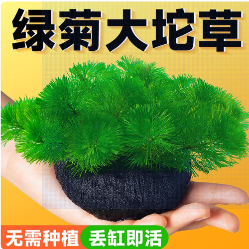 绿菊小坨草缸鱼缸造景真后景水草