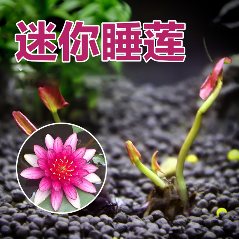 迷你小睡莲种根  水培水养盆栽池塘植物带芽发货水生荷花根块种根