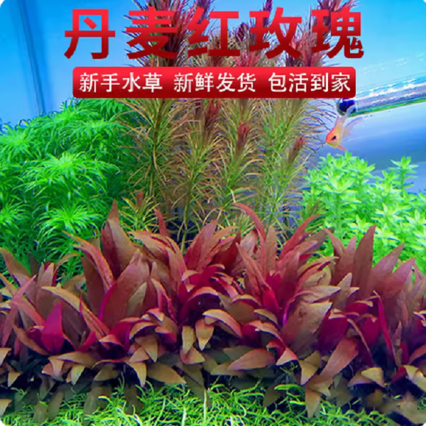 丹麦红玫瑰水草无菌杯阳性淡水