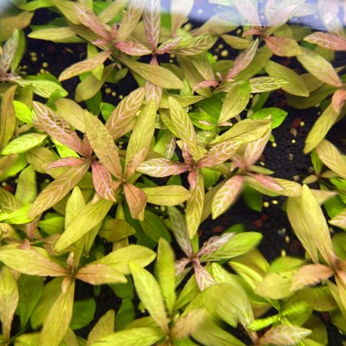 红丝青叶活体鱼缸装饰活体水草无需泥热带鱼草缸造景有茎类淡水