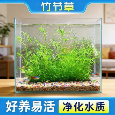 印度竹节草新手懒人水草鱼虾躲避