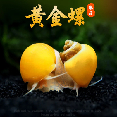 黄金螺除藻螺观赏螺鱼缸清洁螺