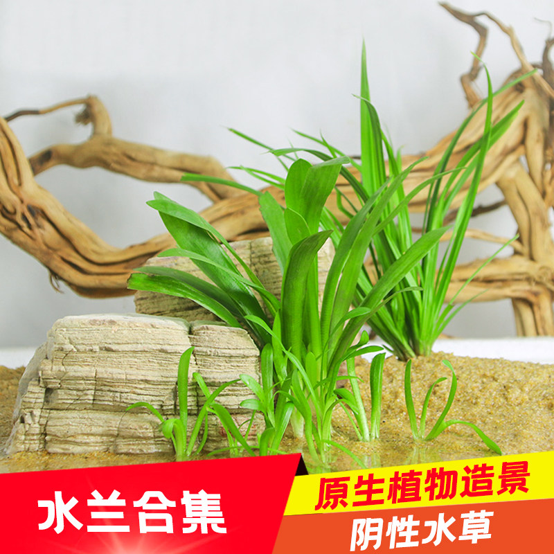 椒草水草素材模板 椒草水草图片下载 小麦优选 椒草水草素材模板 椒草水草图片下载 小麦优选