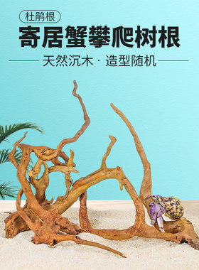 杜鹃根沉木寄居蟹攀爬树根