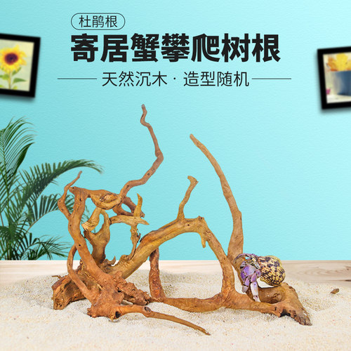 杜鹃根沉木寄居蟹攀爬树根
