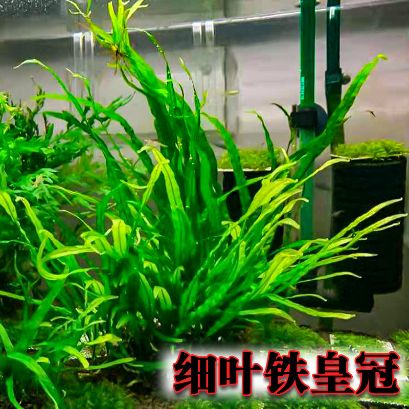 养鱼水草造景多少钱 养鱼水草造景优惠券免费领取 有条鱼