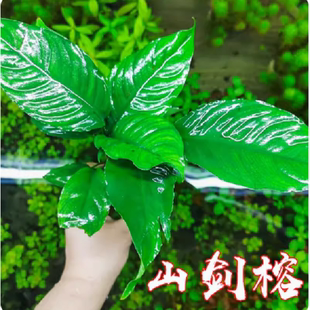 水榕水草山剑榕大叶榕鱼草缸造景植物真水草阴性懒人新手好养包邮
