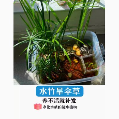 水竹风车草旱伞草挺水水草养龟