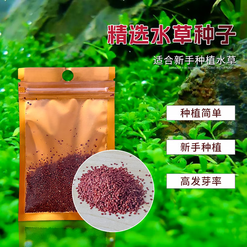 水草种子植物鱼缸装饰草籽牛毛草